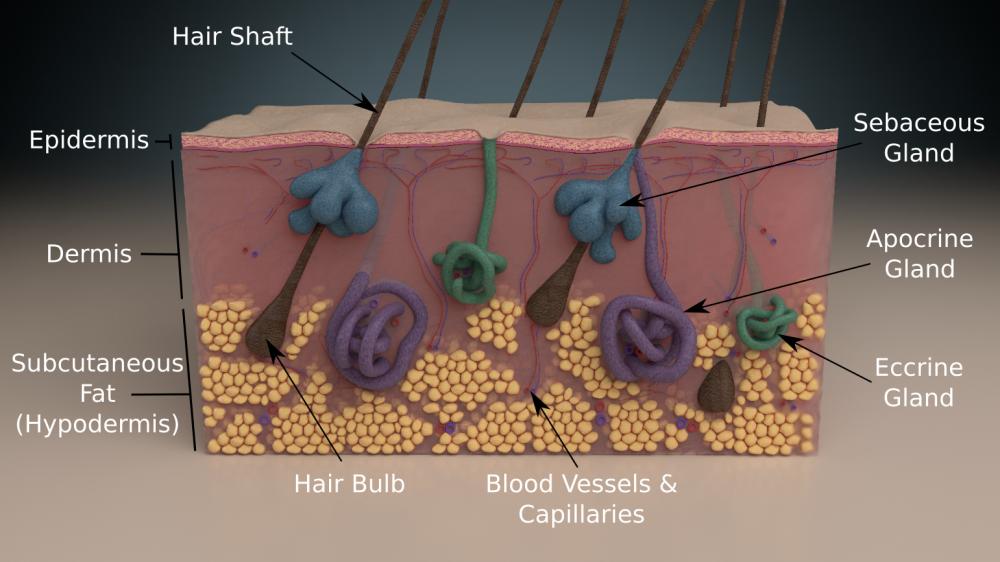Cross-section model of the epidermis and dermis