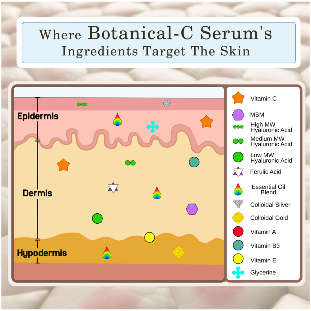 Where Botanical-C Serum's Ingredients Target the Skin Where Botanical-C Serum's Ingredients Target the Skin